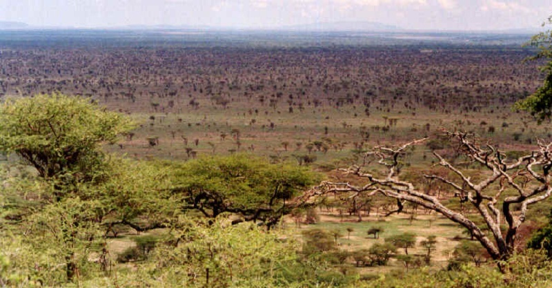 Serengeti - Blick in die Weite Savanne Afrikas