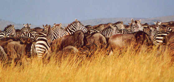 Gnu und Zebra bei der Migration, Masai Mara, Kenia